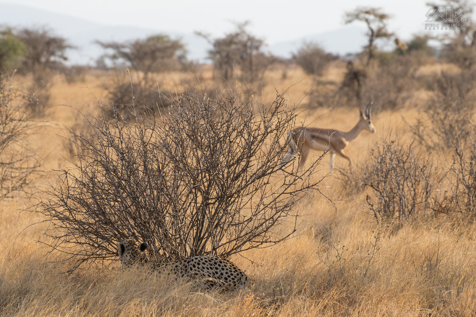 Samburu - Cheeta klaar voor aanval Plotseling zag de cheeta 3 grant gazellen die in zijn richting kwamen. Hij kroop naar een ander nabijgelegen struikje en ging er liggen wachtend om een aanval te starten. Ongeveer 40 tot 50 procent van de aanvallen van een cheeta eindigen succesvol, dat zijn zowat de laagste succeskansen van de Afrikaanse grote katten. We waren opgewonden en aan het wachten op een aanval, maar uiteindelijk besloot de cheeta dat zijn kansen niet groot genoeg waren. Stefan Cruysberghs